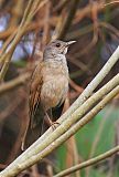 Pale-breasted Thrush